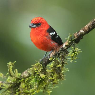 White-winged tanager