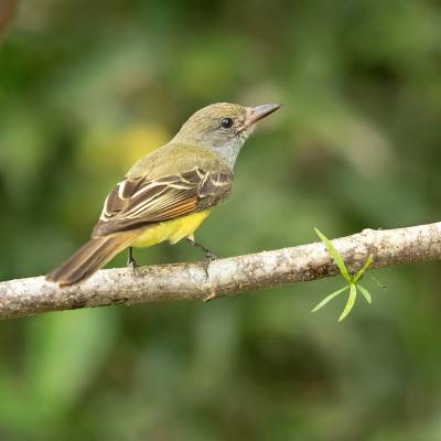 Great crested flycatcher