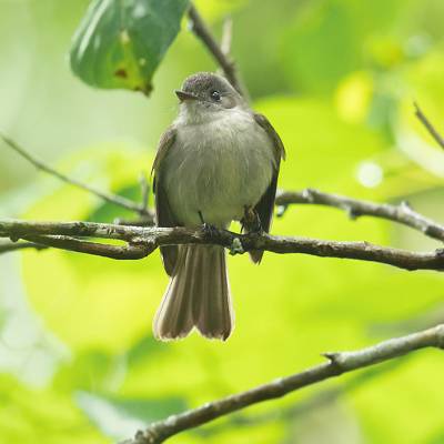 Hispaniolan pewee
