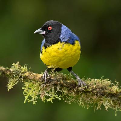 Hooded mountain tanager