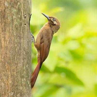 Plain-brown woodcreeper