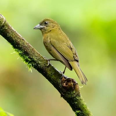 Ochre-breasted tanager