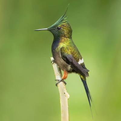 Wire-crested thorntail