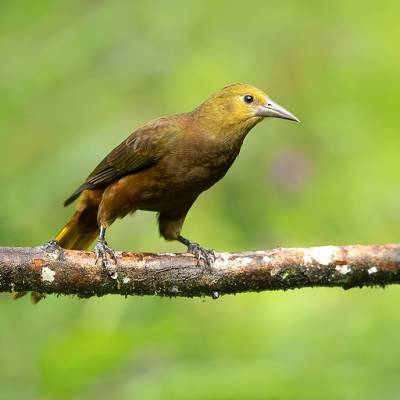Russet-backed oropendola
