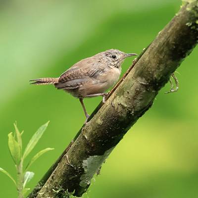 Grass wren