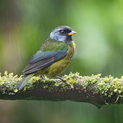 Moss-backed tanager