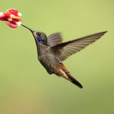 Brown violetear