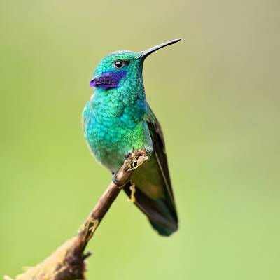 Lesser violetear