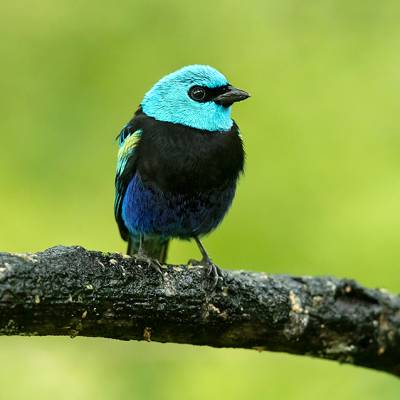 Blue-necked tanager
