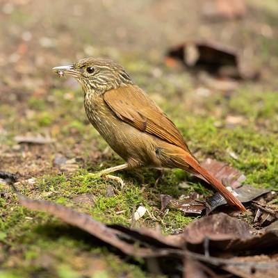 Lineated foliage-gleaner
