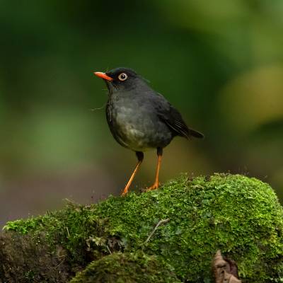 Slaty-backed nightingale-thrush
