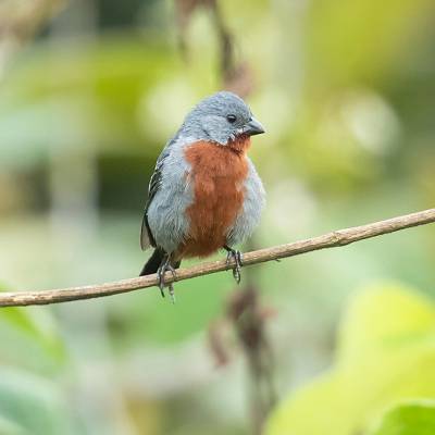 Chestnut-bellied seedeater