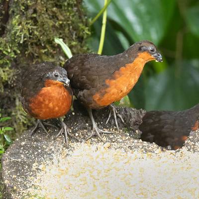 Dark-backed wood quail