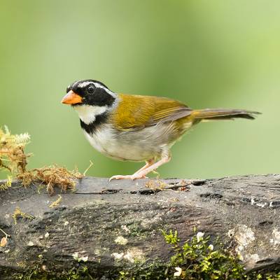 Orange-billed sparrow