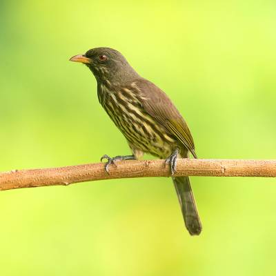 Palmchat
