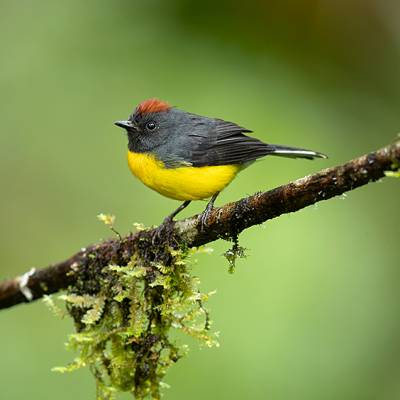 Slate-throated redstart