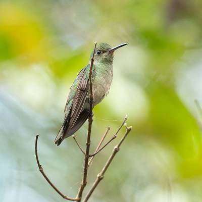 Mangrove hummingbird