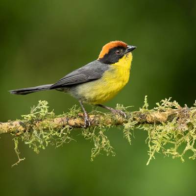 Yellow-breasted brushfinch
