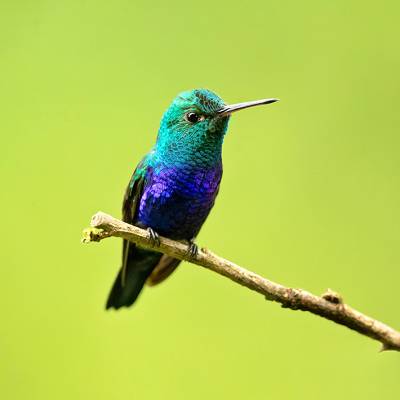 Violet-bellied hummingbird