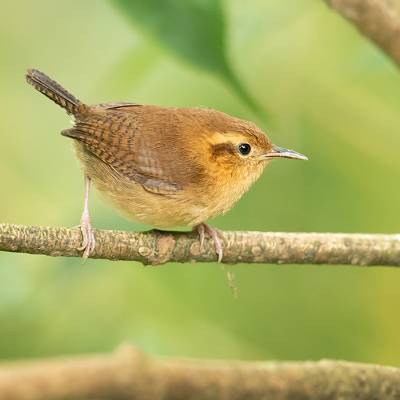 Mountain wren
