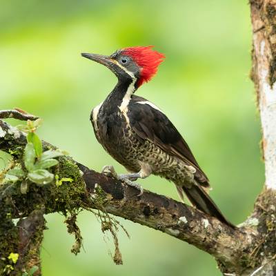 Lineated woodpecker