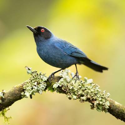 Masked flowerpiercer