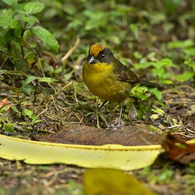 Tricolored brushfinch