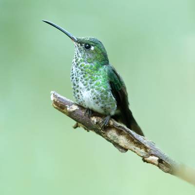 Many-spotted hummingbird