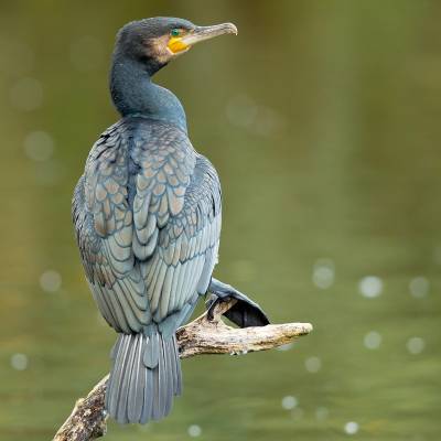 Great cormorant