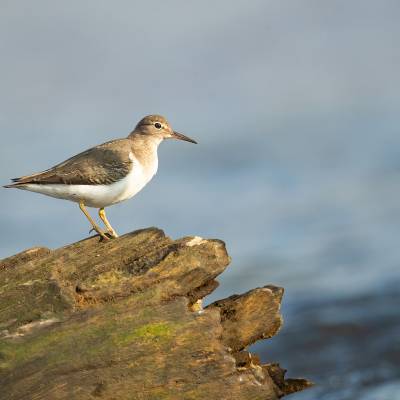 Common sandpiper